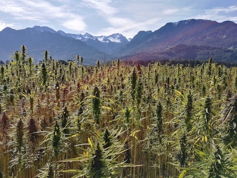 Marijuana Company of America san diego startups