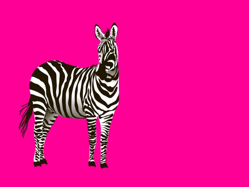 zebra