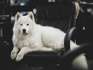 Office-dog curious? Here’s how leading tech companies make it work