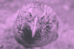 Machine Learning for Beginners (With Weka)