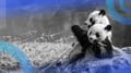 Sorting Data Frames in Pandas: A Hands-On Guide