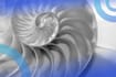 What Is the Fibonacci Sequence?