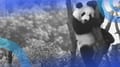 What Is Pandas?