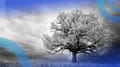 Full vs. Complete Binary Tree: What’s the Difference?