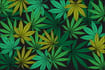 What the Evolving Cannabis Culture Means for CBD and Marijuana Marketing