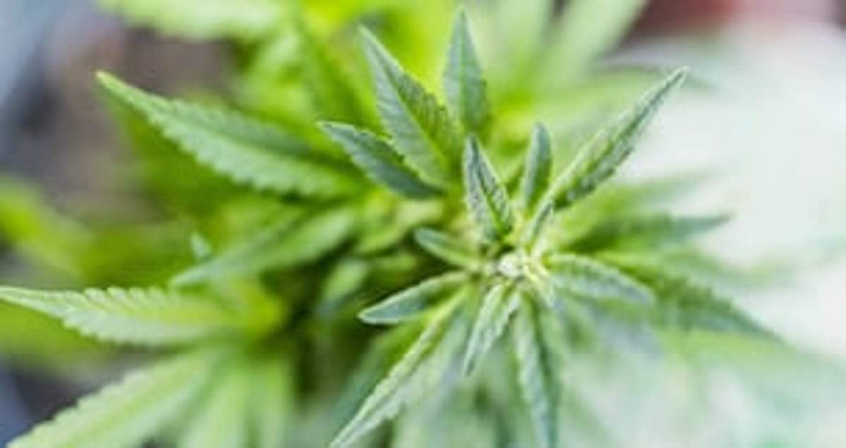 3 Boston weed tech companies you need to know