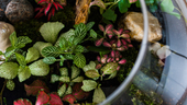 Close up of terrarium from above with various green plants.