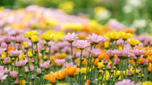 Photo: Shutterstock