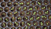 Green seedlings sprouting from an array of small seed-starting planters