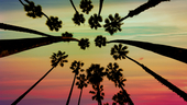 palm trees from below against a vivid sky