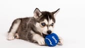 Dandy Launches Platform for Custom-Tailored Pet Supplements