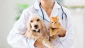 TeleVet Raises $2M to Facilitate Digital Vet Appointments