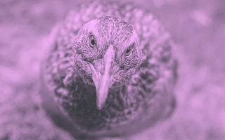 Weka bird looking straight ahead