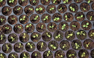 Green seedlings sprouting from an array of small seed-starting planters