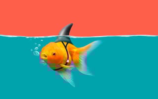 A goldfish swims under water wearing a shark fin.