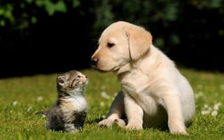 Chewy and Trupanion partnership kitten and puppy