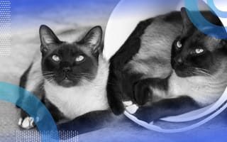 siamese-network two Siamese cats laying next to each other