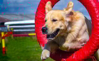 Golden Retriever jumping through a hoop