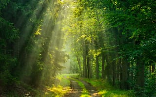 Footpath through Forest illuminated by Sunbeams through Fog