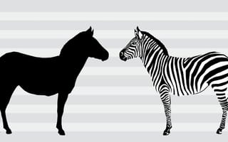 Drawing of a horse's shadow facing a drawing of a zebra.