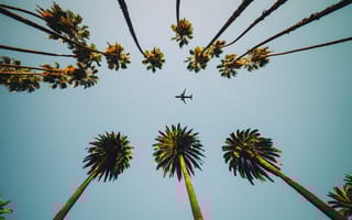 Palm trees frame a blue sky with a plane in the center.