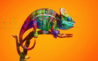 A brightly colored chameleon on an orange background.