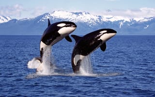 Two whales jump from the sea in perfect sync.