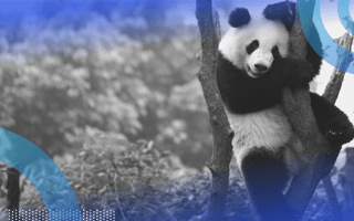 What Is Pandas?
