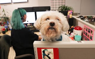 trupanion office
