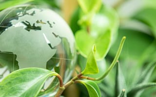A glass globe perched in leaves.