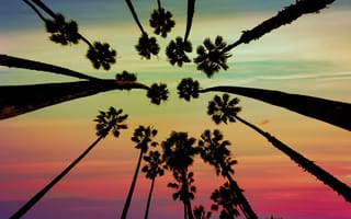 palm trees from below against a vivid sky