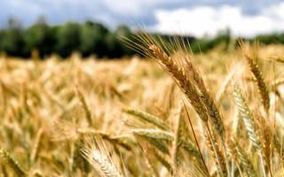 A field of grain crops is pictured.