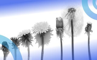 The lifecycle of a dandelion.
