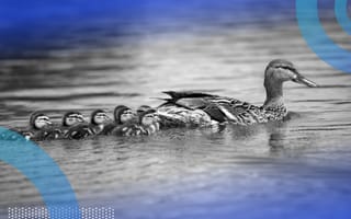 ducks on a pond representing duck typing in python