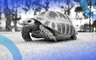 A turtle is taking a stroll on a sidewalk.