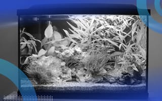 A fish tank with a lot of aquatic plants.