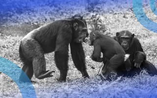 Two adult chimpanzees interacting with a baby chimpanzee in the wild.