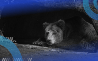 A bear sleeping in a cave.