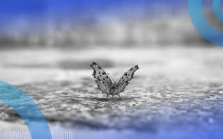 A butterfly