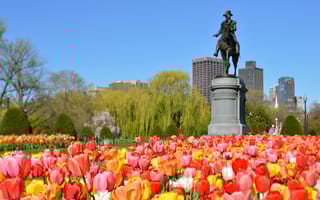 An image of the George Washington statue in Boston’s Public Garden surrounded by tulips of various colors