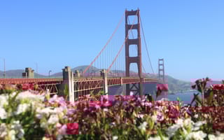 View of the Golden Gate Bridge on a sunny day with purple and white flowers in the foreground