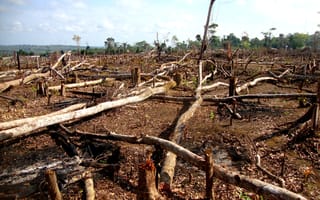 Environmentalists eye blockchain to combat deforestation
