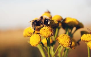 IoT world abuzz as UW researchers place sensors on bumblebees