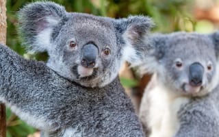 Drones help researchers manage koala populations