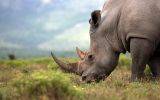 This tiny tracker is one step ahead of rhino poachers