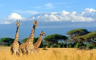 Scientists bolster giraffe conservation efforts with AI