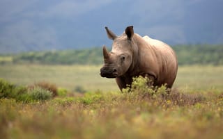 USC researchers develop anti-poaching AI tool