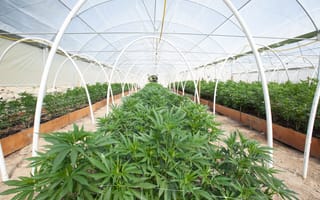 IoT is sprouting up in cannabis greenhouses