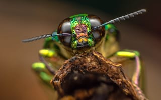 Pentagon: Insect brains to inspire AI-powered military robotics