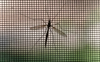 Big data's newest tool to fight malaria